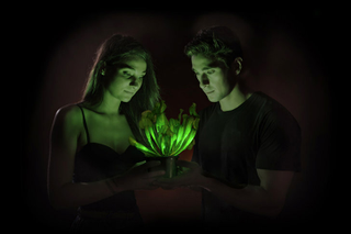 Illustration for article titled This plant has been genetically engineered to provide mood lighting